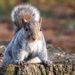 Photo: Gray squirrel