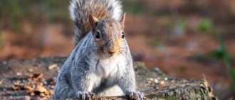 Photo: Gray squirrel