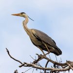 Photo: Gray Heron