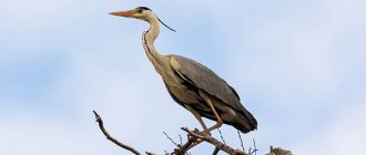 Photo: Gray Heron