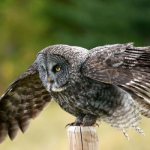 Photo: Gray owl