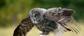 Photo: Gray owl