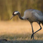 Photo: Gray crane