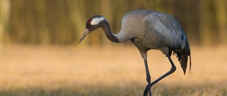 Photo: Gray crane