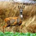 Photo: Siberian roe deer