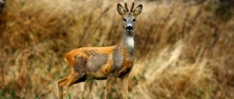 Photo: Siberian roe deer