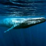 Photo: Blue whale