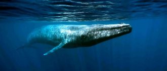 Photo: Blue whale