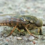 Photo: Horsefly