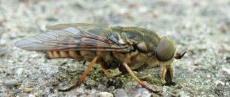 Photo: Horsefly