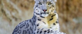 photo of a snow leopard