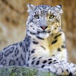 Photo: Snow Leopard