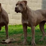 photo of dogs of the American Bandog breed