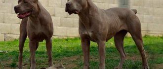 photo of dogs of the American Bandog breed