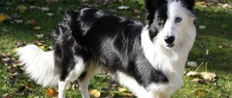 photo of border collie dog