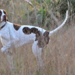 photo of Pointer dog