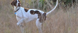 photo of Pointer dog