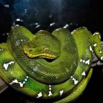 Photo: Dog-headed boa constrictor in nature