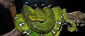 Photo: Dog-headed boa constrictor in nature