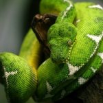 Photo: Dog-headed boa constrictor