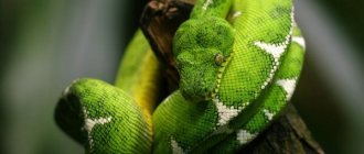 Photo: Dog-headed boa constrictor