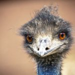 Photo: Emu