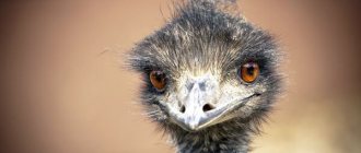 Photo: Emu