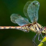 Photo: Dragonfly