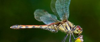 Photo: Dragonfly