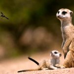 Photo: Meerkat