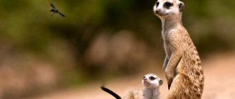 Photo: Meerkat