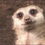 photo of meerkat