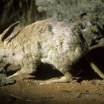 Photo: Pig-footed bandicoot