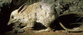 Photo: Pig-footed bandicoot