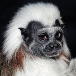 Photo: Tamarin