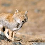 Photo: Tibetan fox