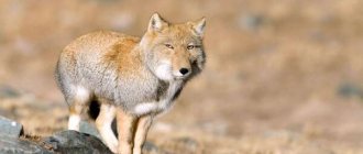 Photo: Tibetan fox