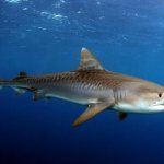 Photo: Tiger shark