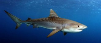 Photo: Tiger shark