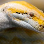 Photo: Albino tiger python