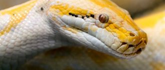 Photo: Albino tiger python