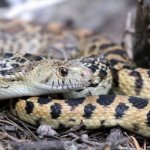 Photo: Tiger snake