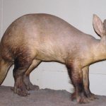 photo of aardvark