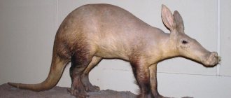 photo of aardvark