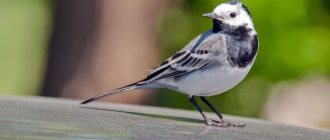 Photo: Wagtail