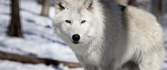 Photo: Tundra wolf