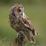 Photo: Long-eared owl