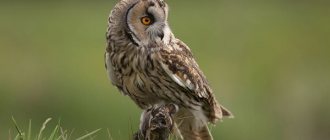 Photo: Long-eared owl