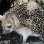 Photo: Long-eared hedgehog