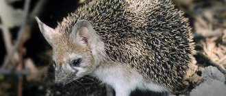 Photo: Long-eared hedgehog